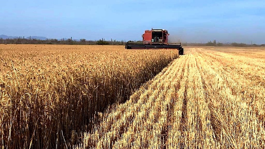 Aceleran trillas de maíz algunos productores en Ahome; rendimientos están muy abajo e impera incertidumbre