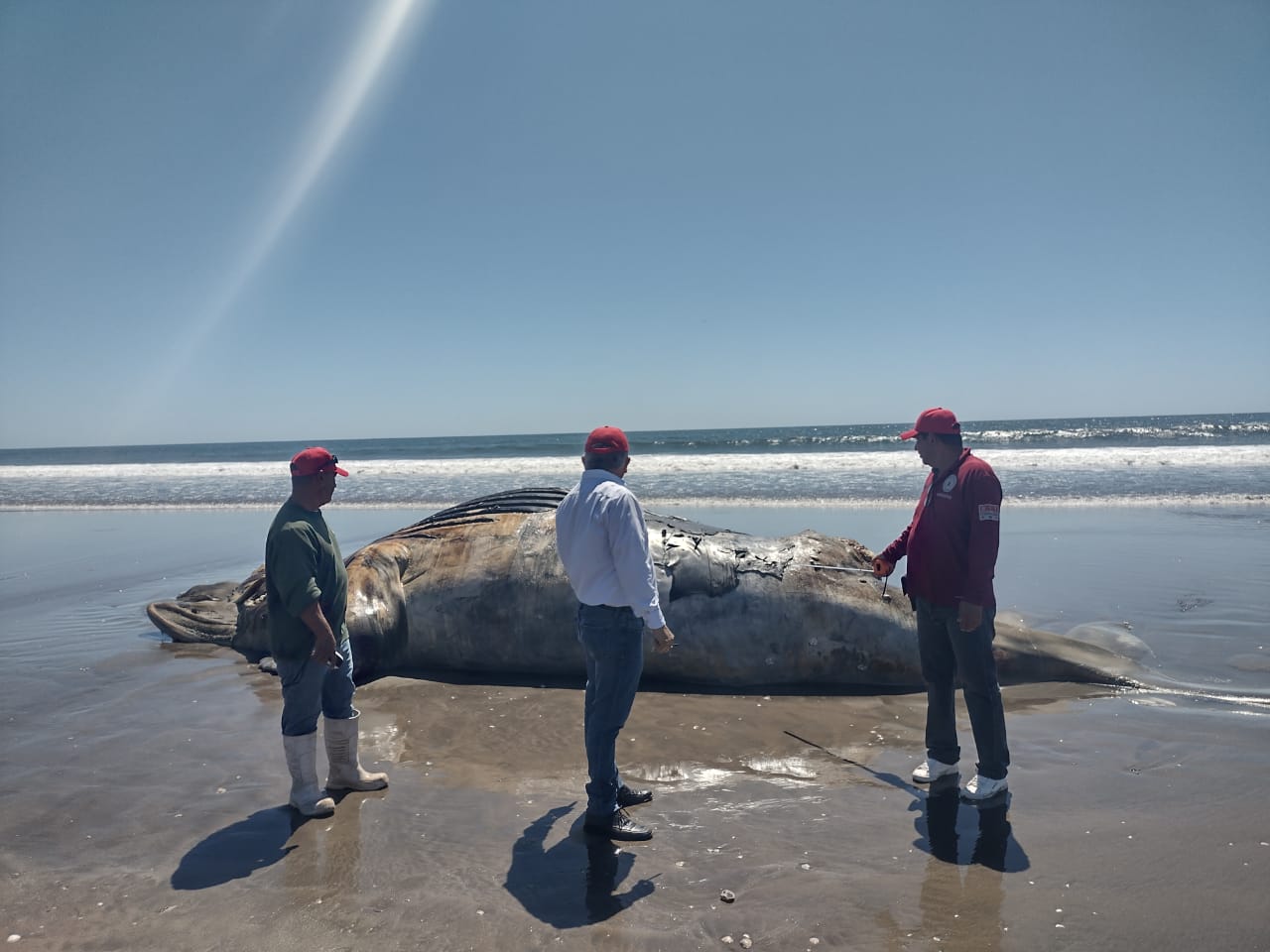 Ya llegó a la isla Macapule la ballena jorobada muerta en playas guasavenses