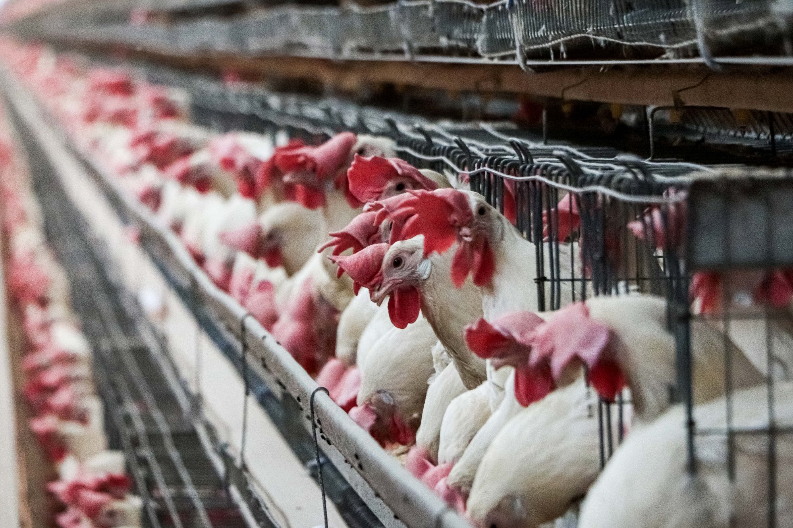 Llaman a garantizar en consultas T- MEC acceso competitivo de maíz amarillo para abasto suficiente de huevo y pollo