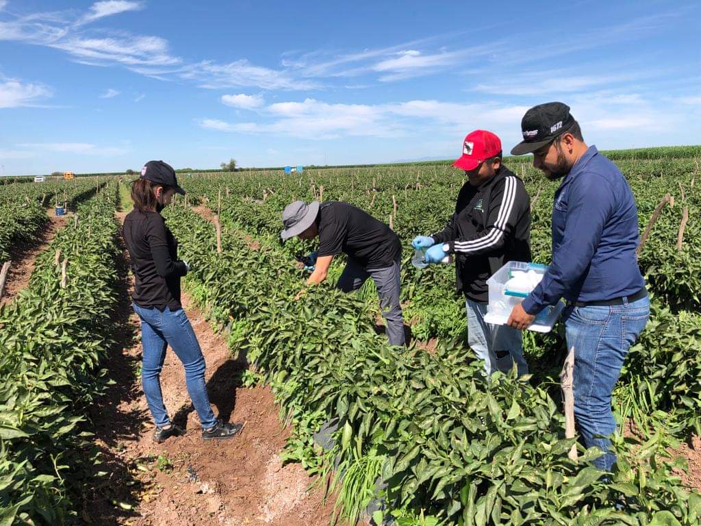 Desde la Secretaría Federal del Trabajo y con otras dependencias; anuncian inspección a empresas agrícolas