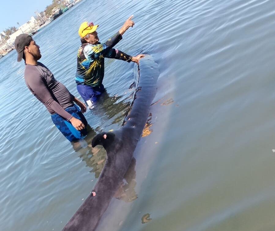 Elementos de la Policía Acuática y Protección Civil apoyan a un ballena que quedó varada la Isla de la Piedra