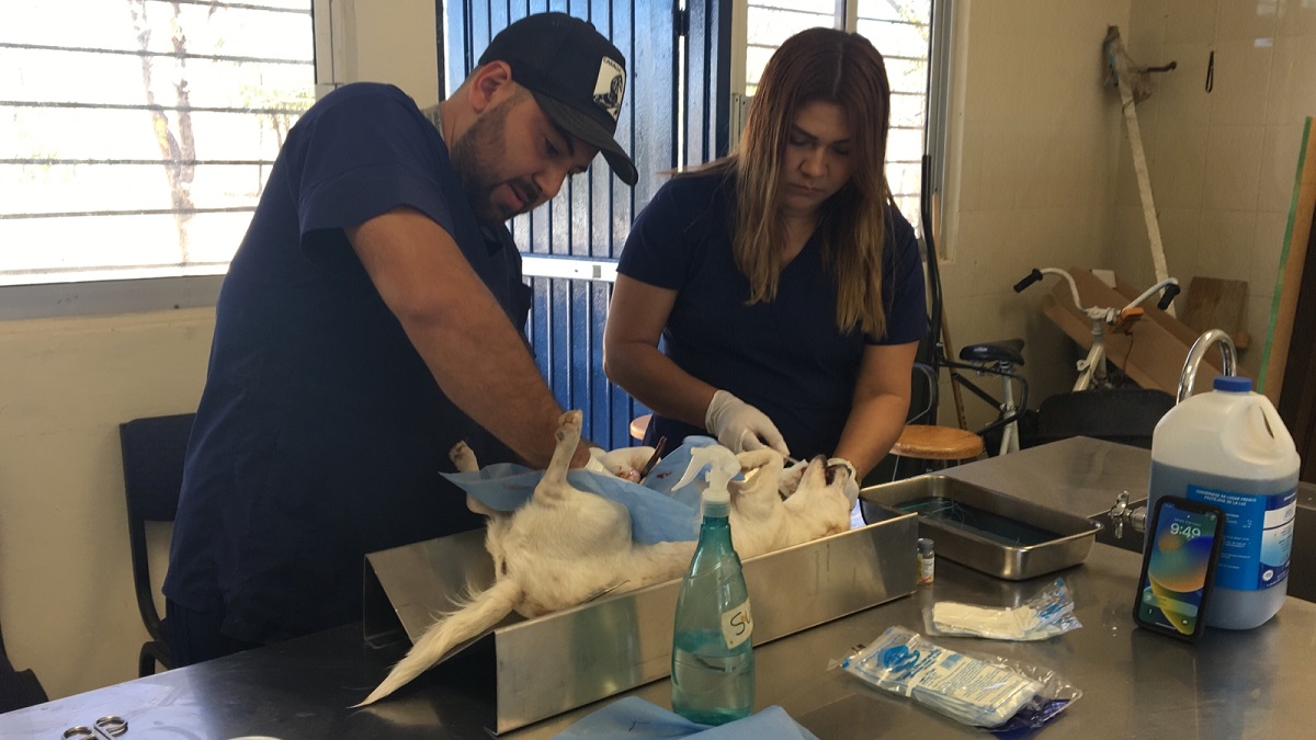 Para evitar sobrepoblación y abandono de mascotas en El Quelite llevan campaña de esterilización gratuita