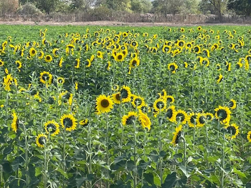 Mocorito se pintará de amarillo con la nueva temporada de girasoles; el campo lo abren al público este jueves