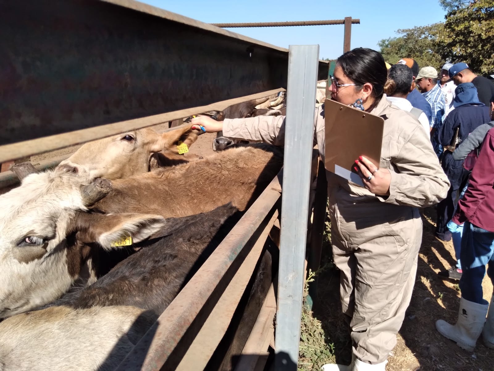 Bajo sospecha asociación ganadera de Acaponeta; Nayarit enfrenta también brote de tuberculosis