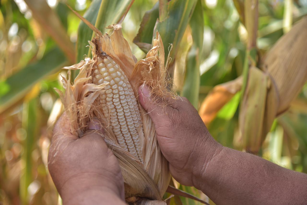 Aumento de producción de maíz en Brasil mantiene a la baja las cotizaciones del grano