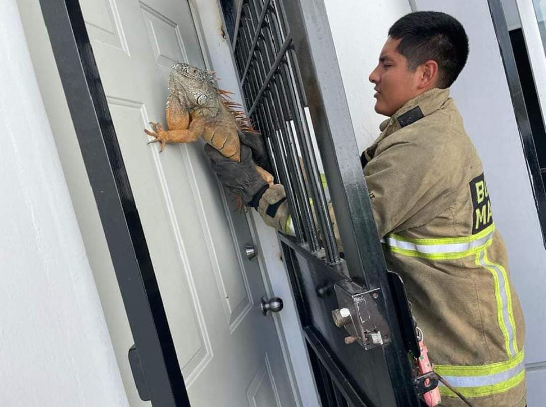 Inesperada visita, en Mazatlán, iguana queda atorada en la puerta de una casa