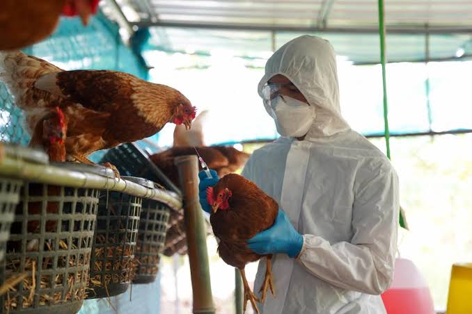 A ‘blindar’ Sinaloa contra la influenza aviar, llaman desde El Rosario