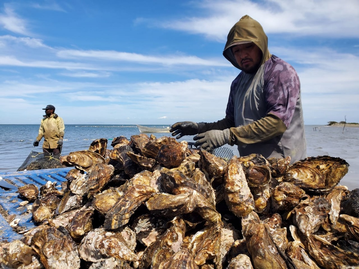 Cambios de corrientes en la mar afectan labores de ostioneros de Sinaloa que obliga a limitarse notoriamente