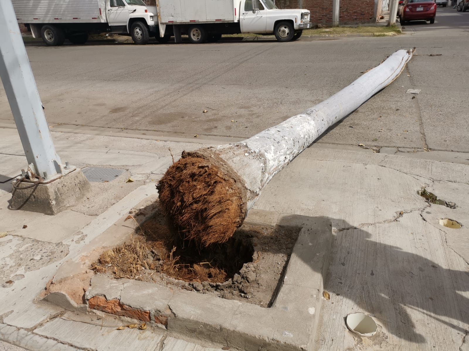 Policías de Ahome, retiran palmera que obstruía el paso en una de las calles del sector centro