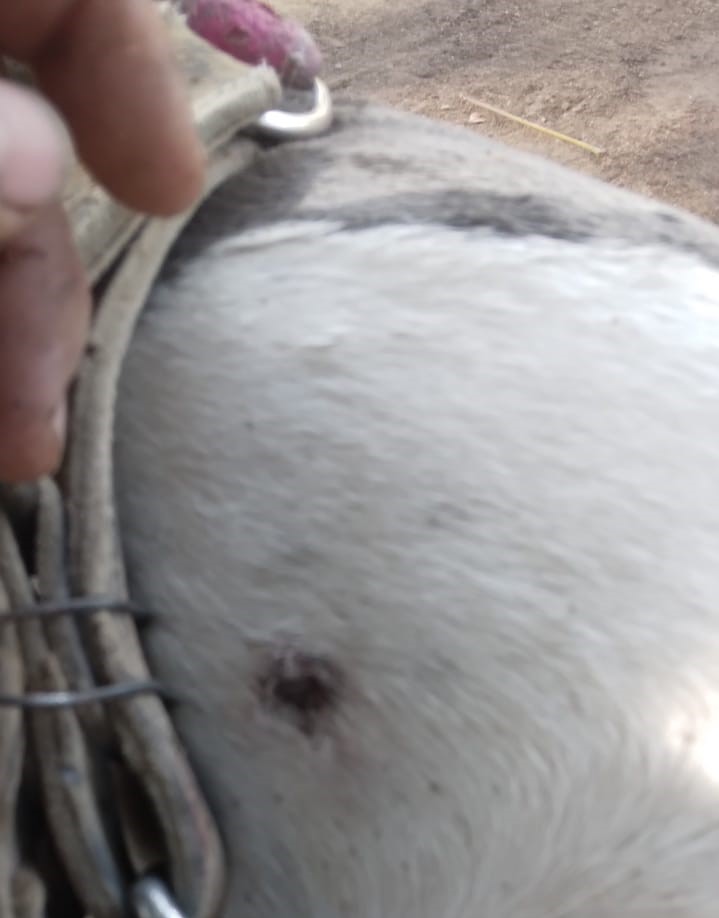Sujeto mata a balazos a una perrita en el ejido Agua de las Arenas, El Fuerte; el dueño de la mascota exige castigo