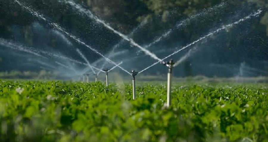 Sin riegos de pánico en las siembras del Valle de El Carrizo, pese al descenso de temperaturas