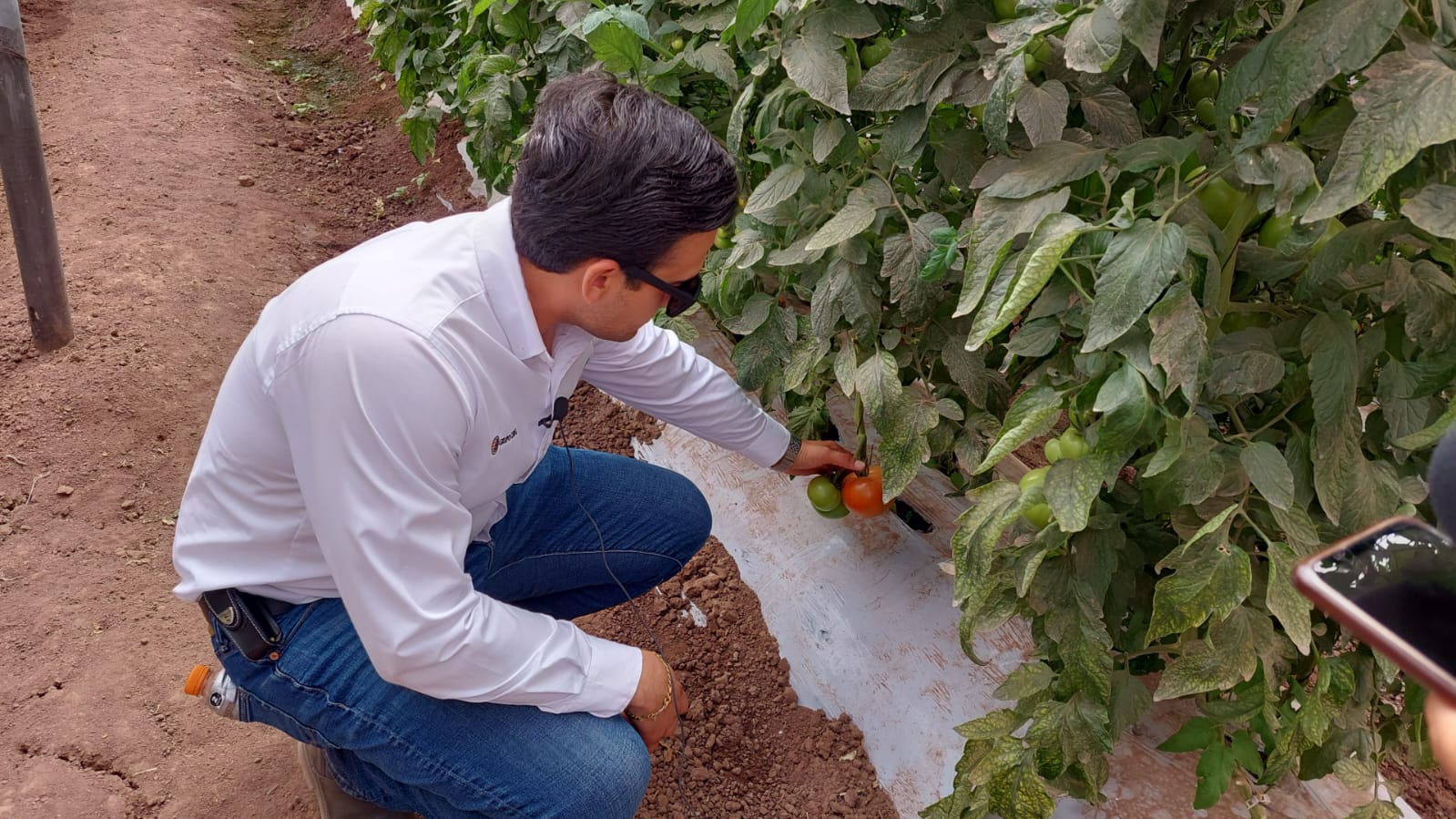 Productores de Escuinapa agradecen lluvia sobre el valle que garantiza mejores labores para sus cultivos