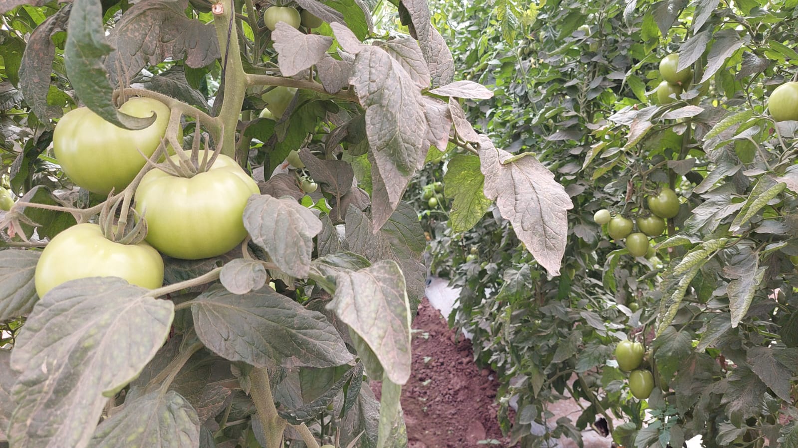 Horticultores del norte de Sinaloa se limitan en sus siembras este ciclo
