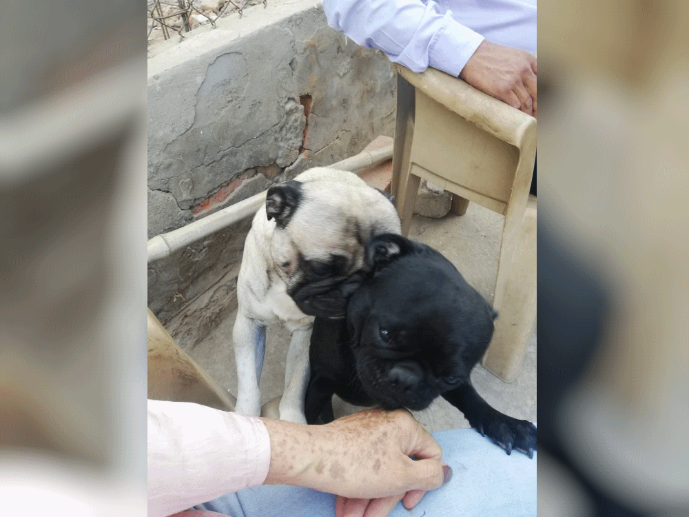 A los perritos Bayron y a Max los robaron y vendieron a traileros; su ama pide que se los devuelvan