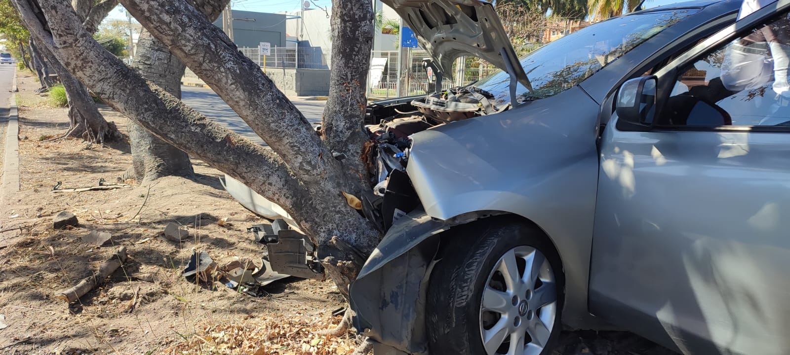 Pierde el control del volante y choca contra un árbol, en Mazatlán ...