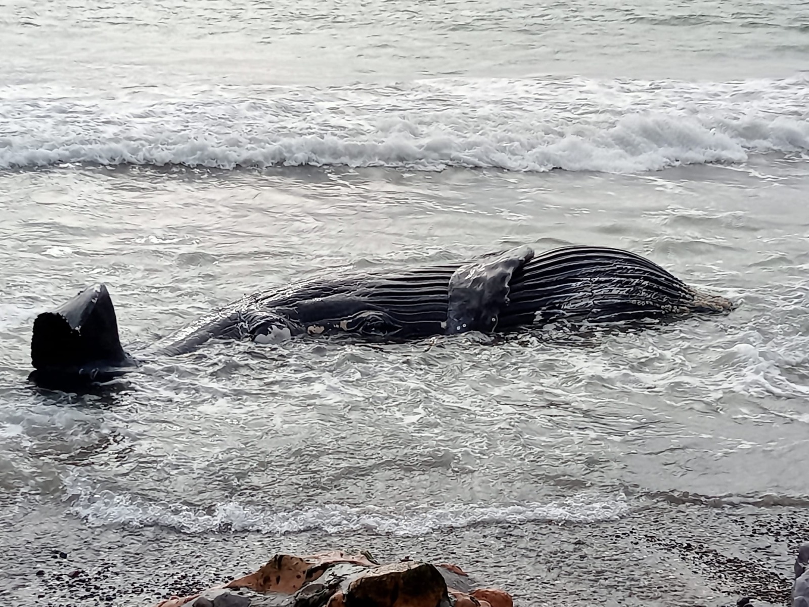 Ecología trabajará en conjunto para investigar muertes de peces en playa El Delfín
