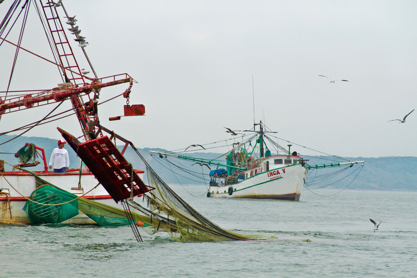 Establece Agricultura vedas para el camarón del Golfo de México y Mar Caribe