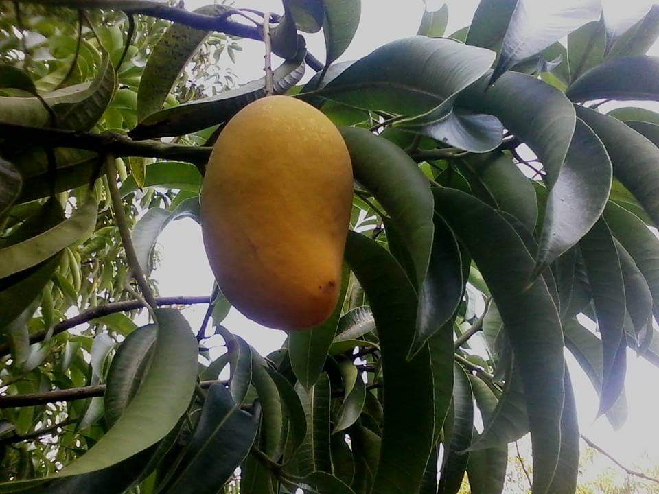 En 20 días arranca la temporada del mango sinaloense; el tipo Ataulfo será el primer corte