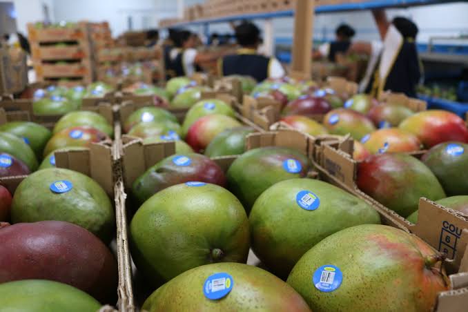 ‘No podrán exportar mango’, advierten a productores del sur que no se acercaron al Cesavesin