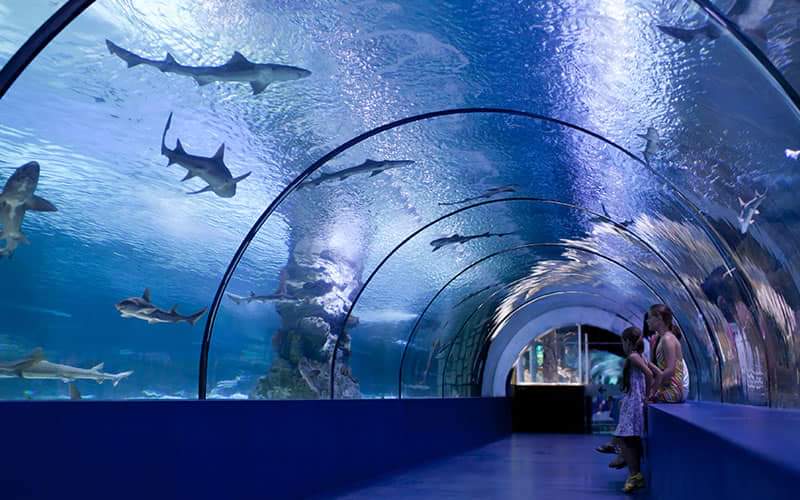 De primer mundo | Nuevo Acuario Mazatlán requirió del trabajo de expertos de cinco países; vendrá Torruco en mayo a inaugurarlo