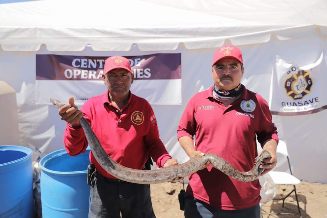 Protección Civil de Guasave saca serpiente de una vivienda en el campo pesquero La Pitahaya