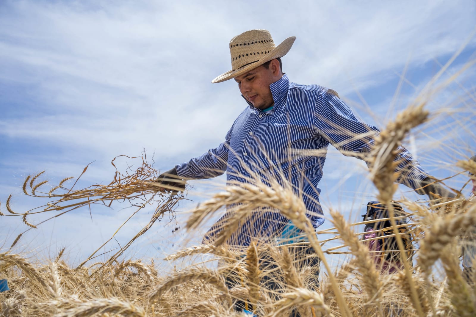 Segalmex presume avance del 93% del proceso de pagos a productores de trigo con precios de garantía
