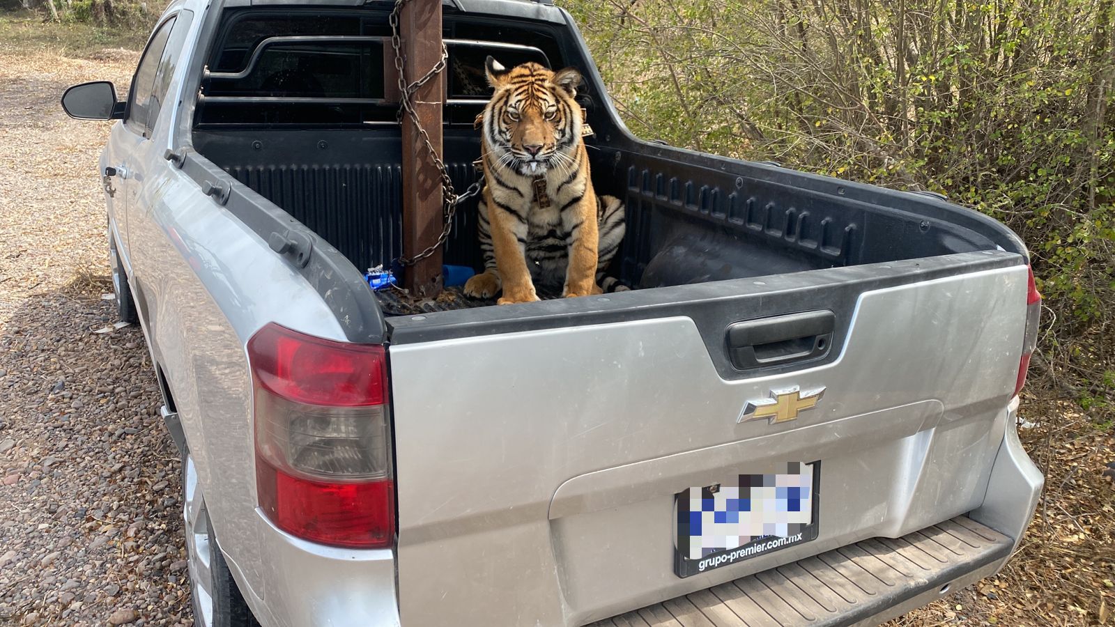 (VIDEO) Este es el tigre de bengala asegurado a delincuentes; lo resguarda el Zoo y Ostok