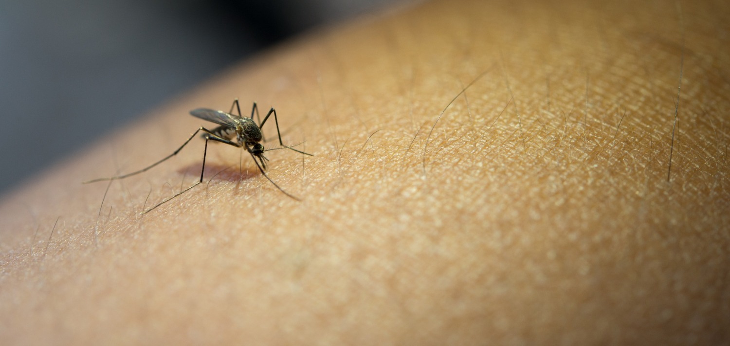 Preocupa alta incidencia de mosquitos y dengue en Choix