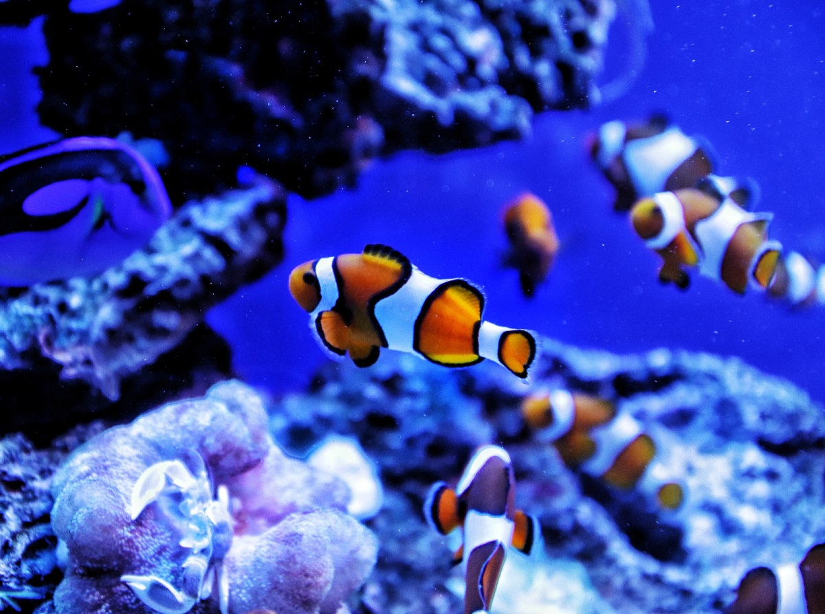 La fiesta en el acuario | Los Noticieristas