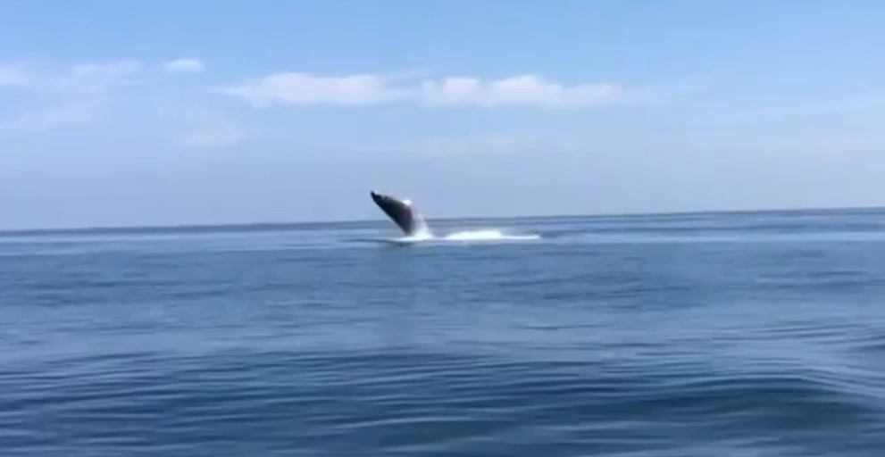 ¡Una belleza! Avistan ballenas cerca del farallón, en Ahome