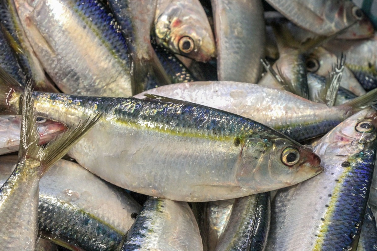 ¿Has probado la sardina? Sinaloa, entre los cinco estados donde se produce este pescado tan acostumbrado en Semana Santa