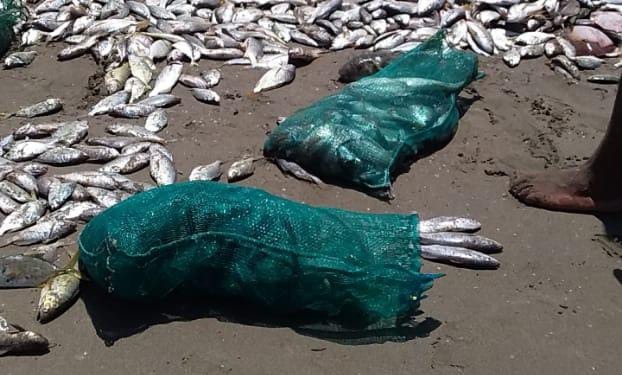 Unos carecen de alimento en su hogar y en playas de Rosario enoja desperdicio de cientos de peces