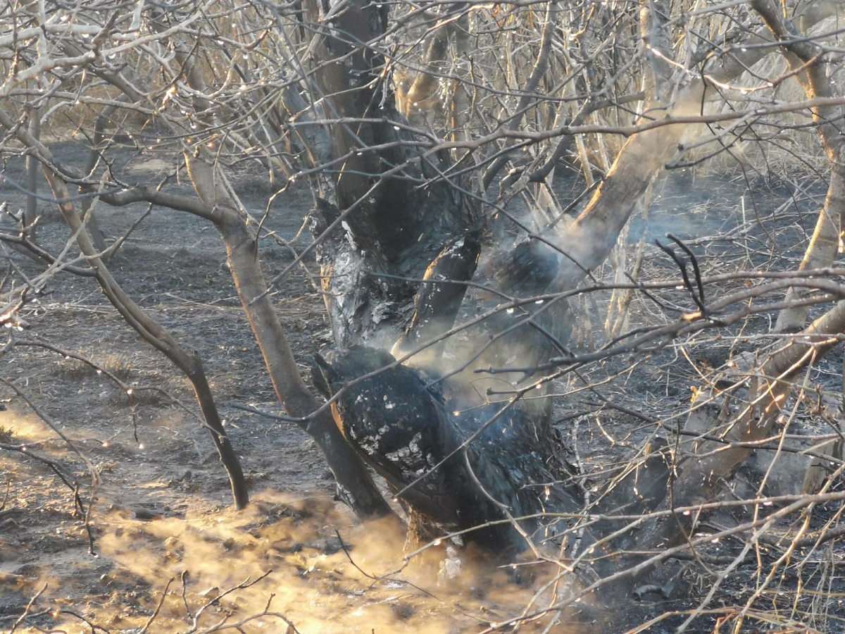 Fuego consume más de 5 hectáreas de vegetación en las playas del Maviri