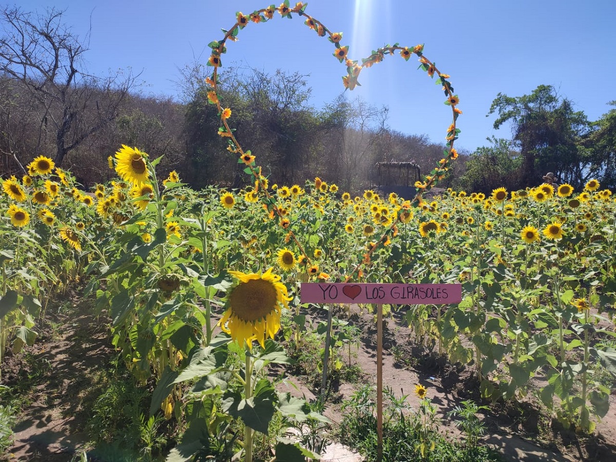 Abejas y girasoles, el proyecto agroturístico tendencia en Mazatlán que fomenta la polinización