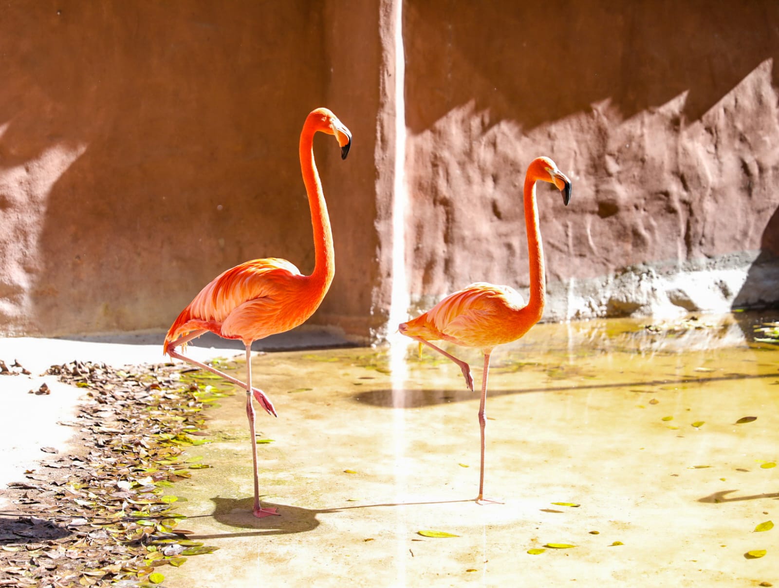 ¿No vas a salir en Semana Santa? Invitan a visitar el zoológico de Culiacán