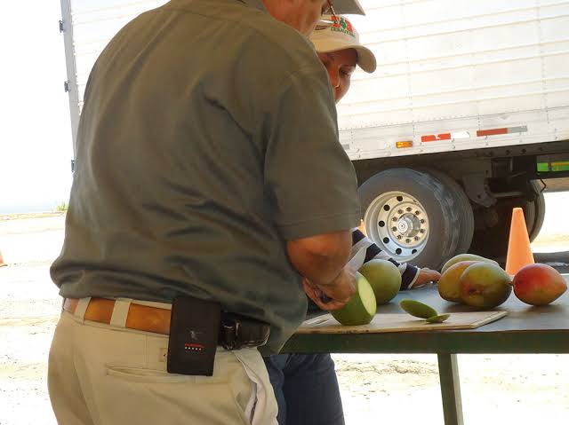 Asegura el Cesavesin vigilar ingreso de mango externo a Sinaloa y evitar larvas o plagas