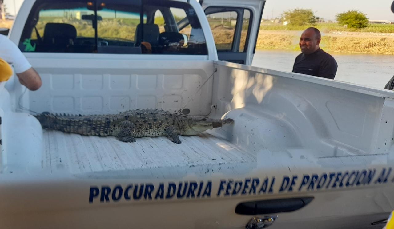 ‘Era un caimán el que encontraron en el Canal Alto; en Sinaloa es raro ver cocodrilos’: Roy Navarrete