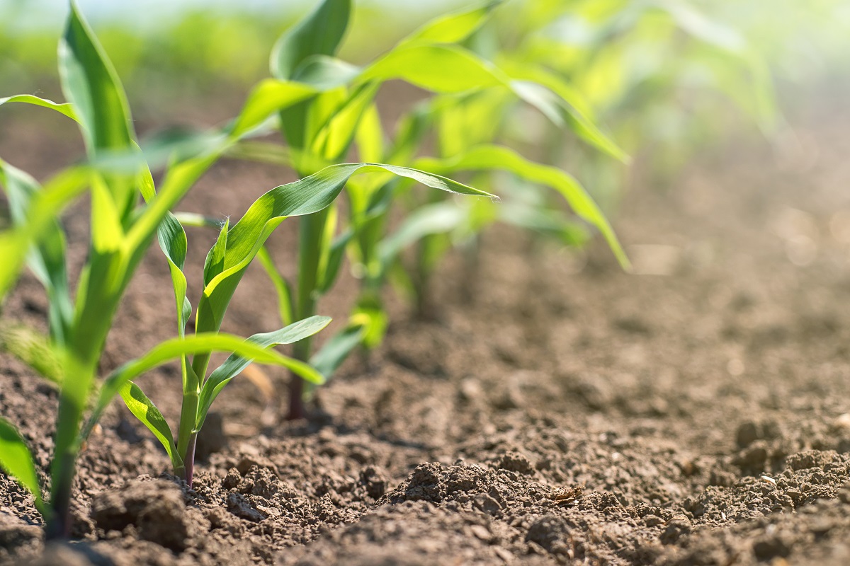 Ve AMLO ‘politiquería’ en las inconformidades de los productores agrícolas de Sinaloa: ‘Se metió un senador’