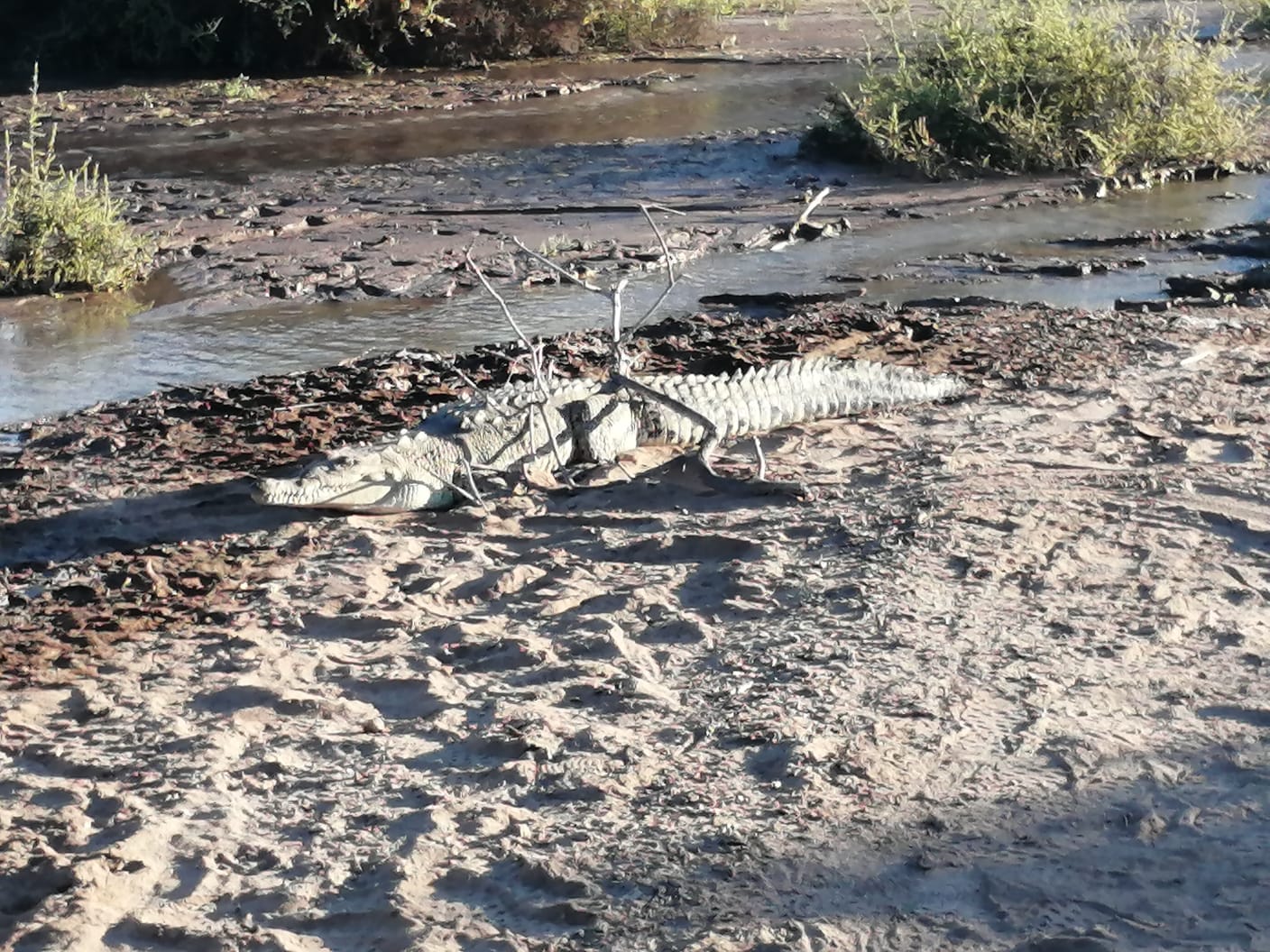 El cocodrilo hembra capturado en el canal Alto ya fue liberado; entérate dónde