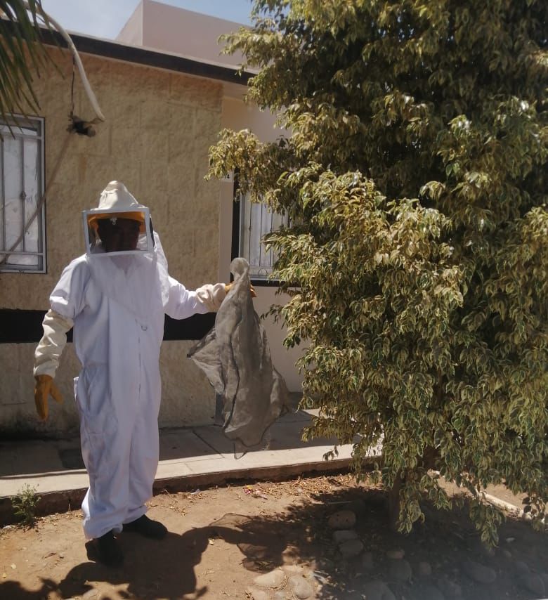 Gobierno municipal en Mazatlán ha rescatado 70 panales y más de 200 mil abejas en un mesa
