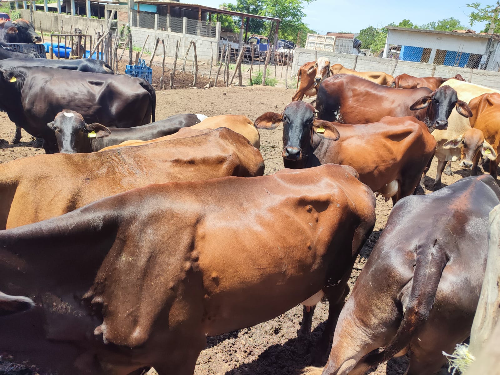 Ganaderos de Ahome la sufren; esperan que un fenómeno pueda llegar a Sinaloa y recuperarse en las presas