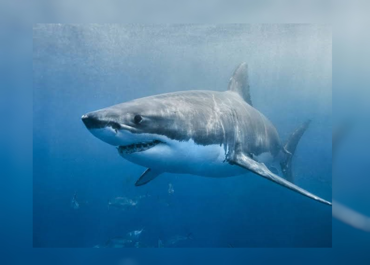 La mantarraya y el tiburón podrán capturarse en el mar a partir del primero de agosto