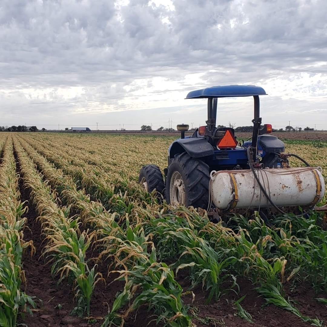 ‘La incertidumbre se apodera de medianos productores, carecen de esquema para comercializar maíz’: Rojo Plascencia