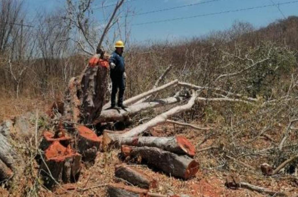 ¡Ya regresó la luz! Por tala de árboles, Escuinapa y El Rosario estuvieron más de tres horas sin energía