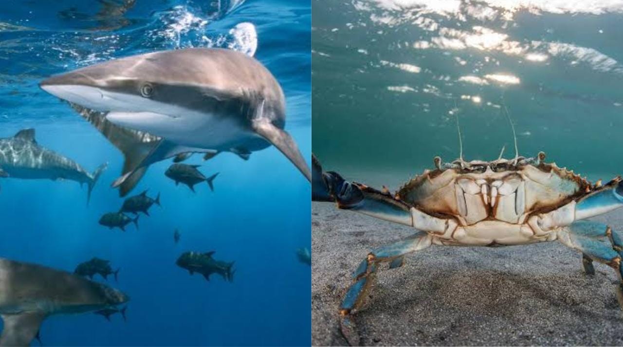 Queda prohibida la captura de tiburón, raya y jaiba; aplican veda en distintos zonas de México