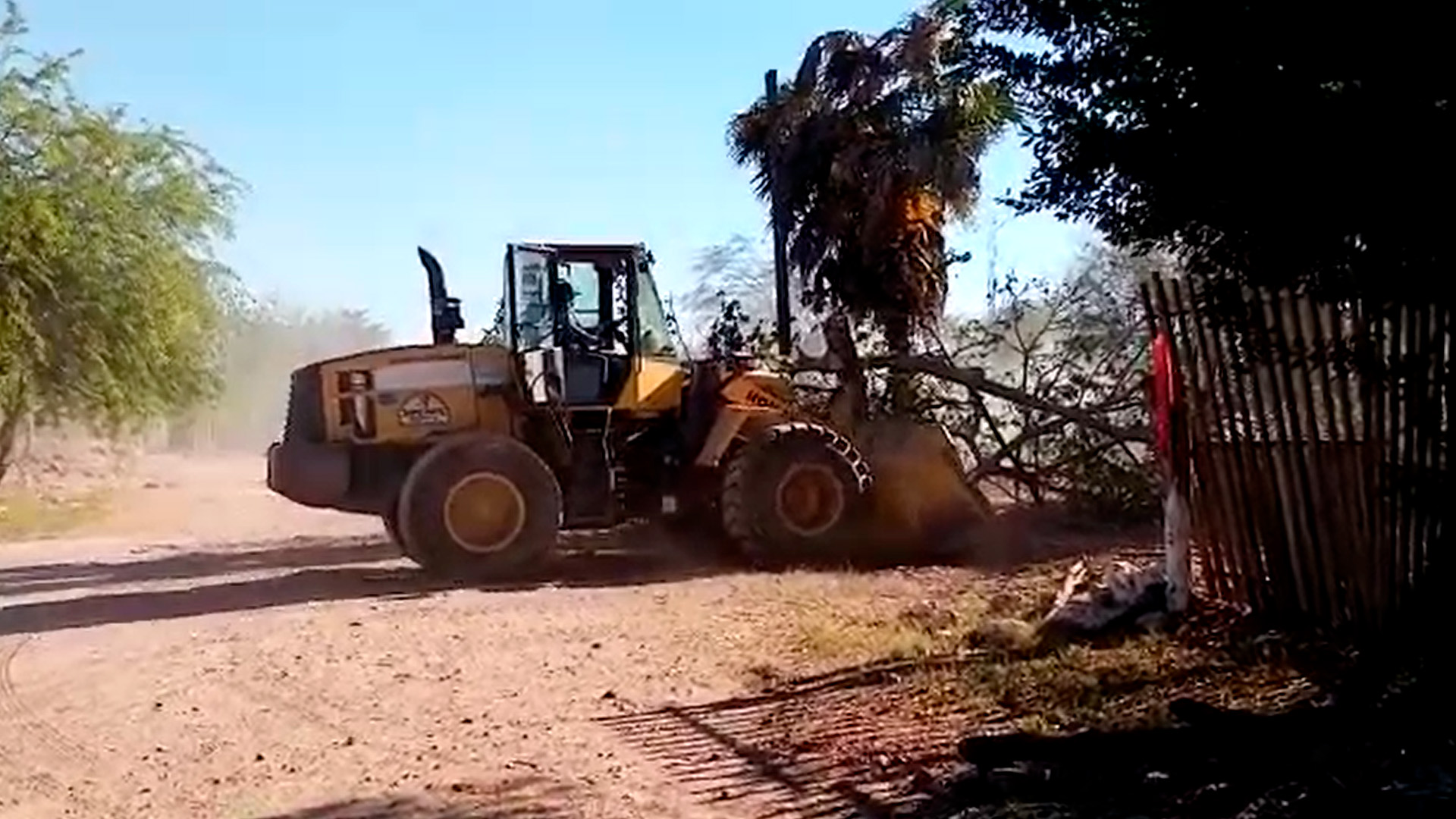 Se deslinda Ayuntamiento de Ahome del desalojo en la colonia Cirilo Mena, sancionarán por tala de árboles