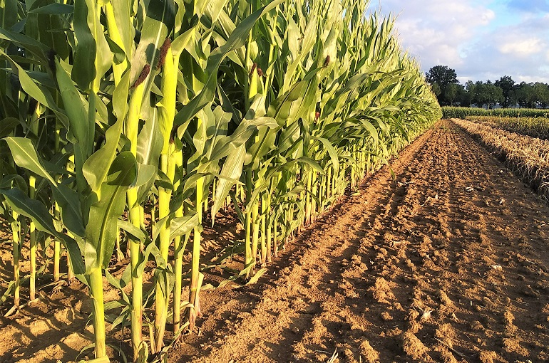 Optimistas en el sur, productores agrícolas aguardan nueva reunión con Segob para precio del maíz