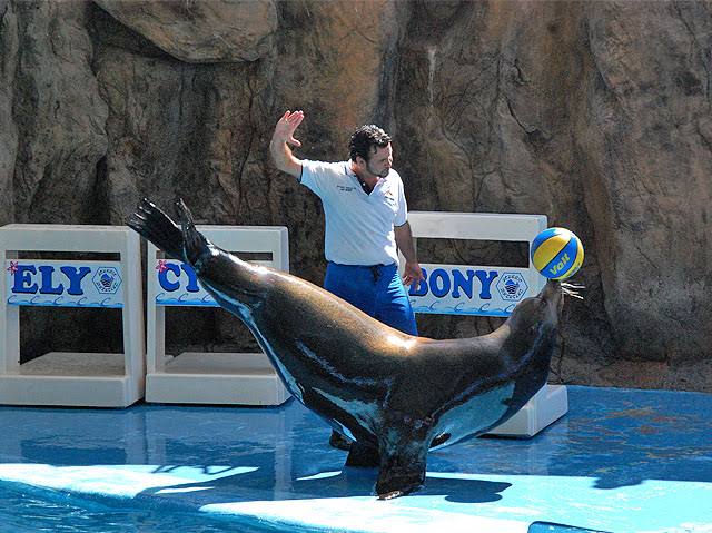 ‘Los siguen pidiendo’, insiste alcalde al Nuevo Acuario de Mazatlán adopte espectáculos de lobos marinos y pingüinos