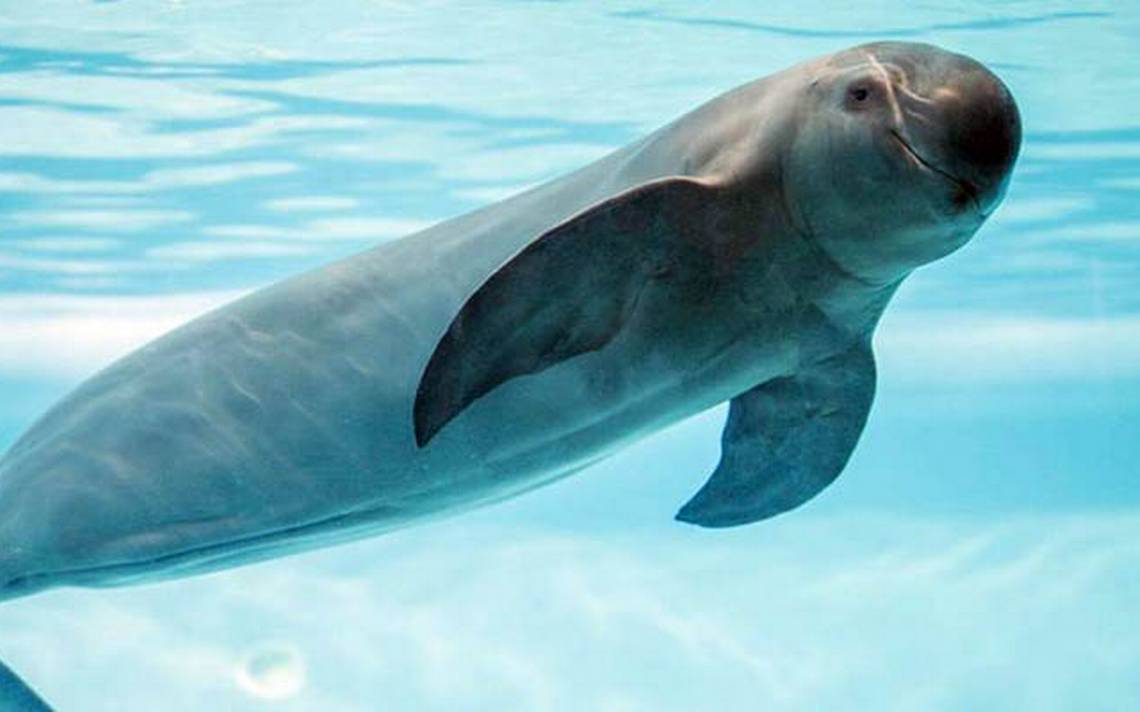 A la vista catástrofe pesquera nacional; analiza EU imponer embargo comercial por falla en preservación de la vaquita marina