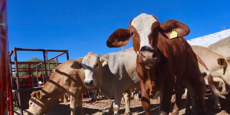 Un mejor precio del becerro y la lucha contra brucelosis resaltan en este primer año de actividad ganadera: Tirso Robles